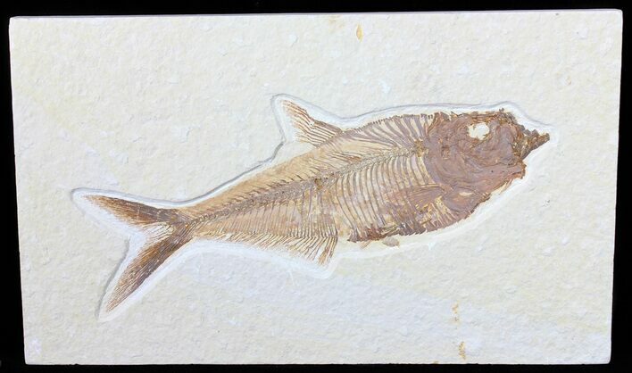 Nice, Diplomystus Fossil Fish - Wyoming #50865